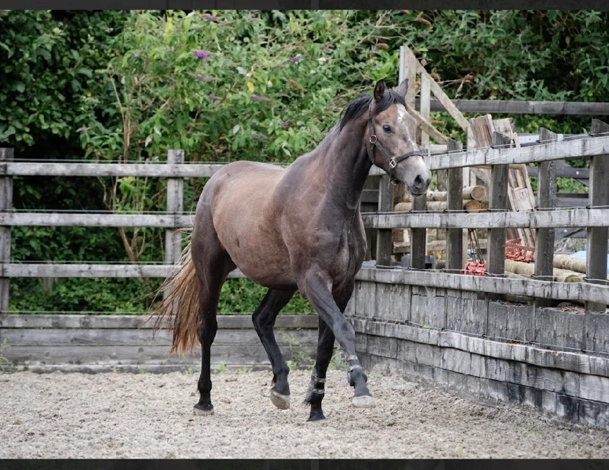 Quality 3yr old Gelding - Image 2
