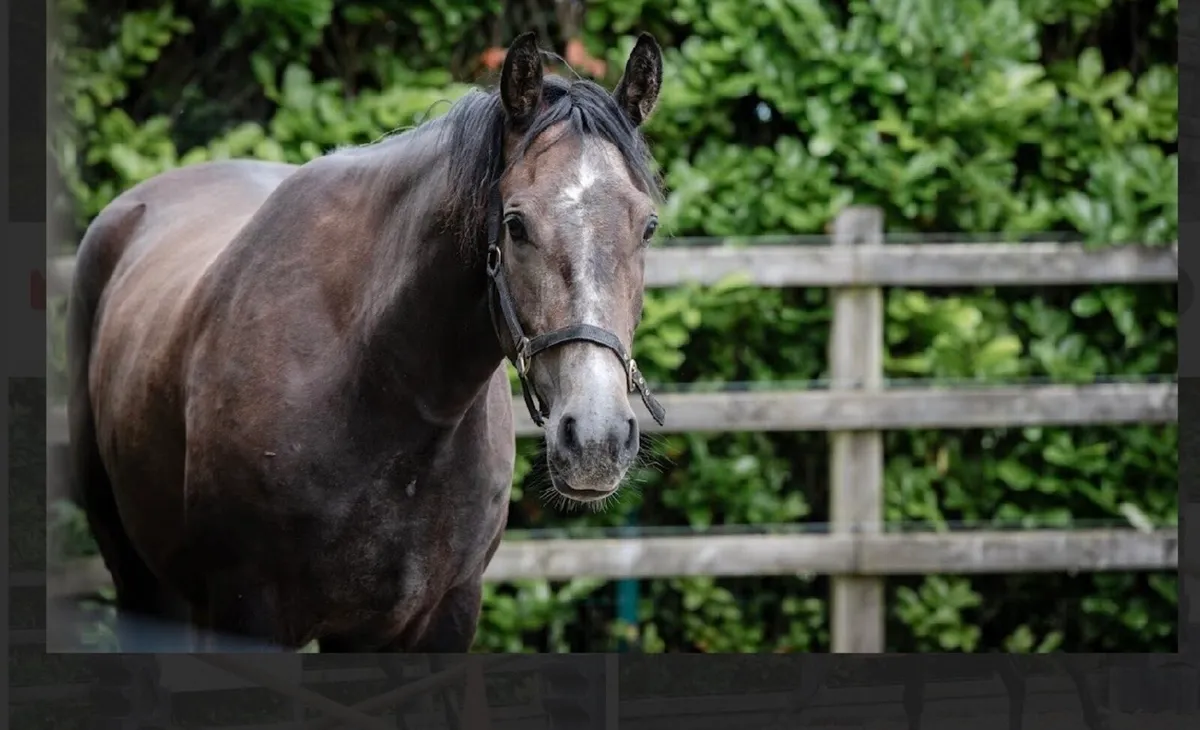 Quality 3yr old Gelding - Image 3