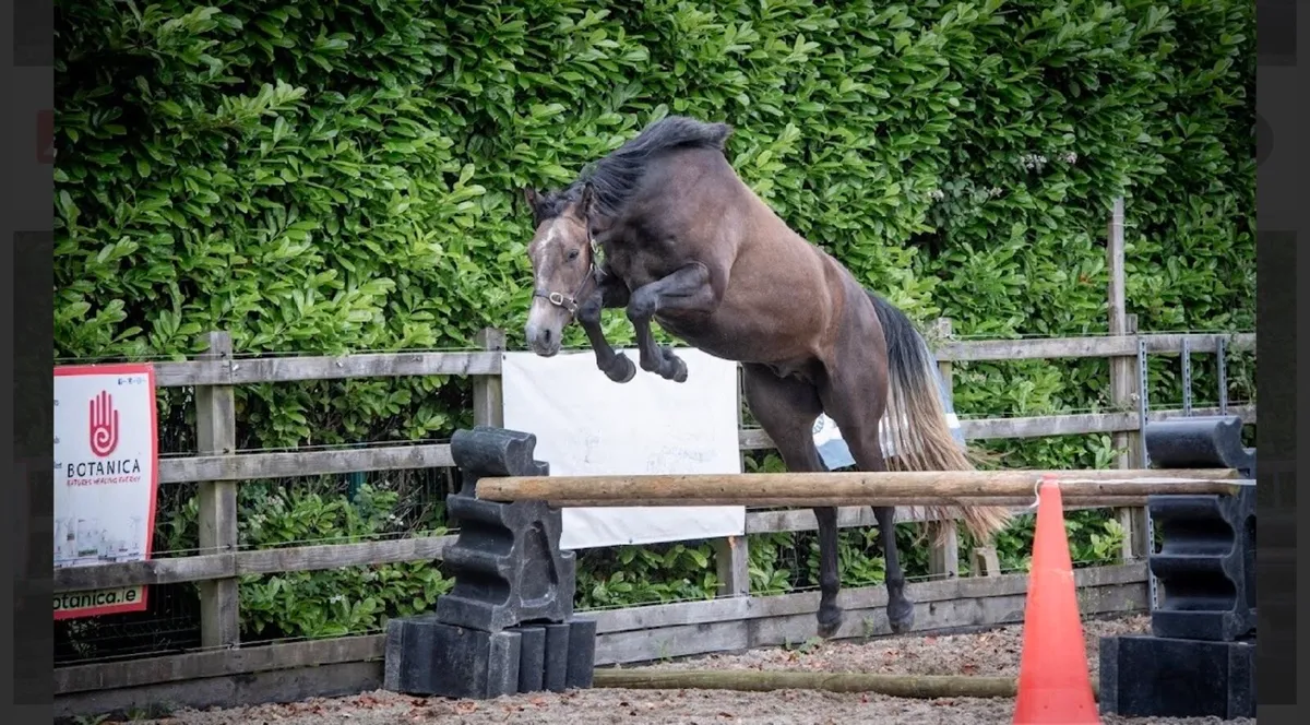 Quality 3yr old Gelding - Image 4