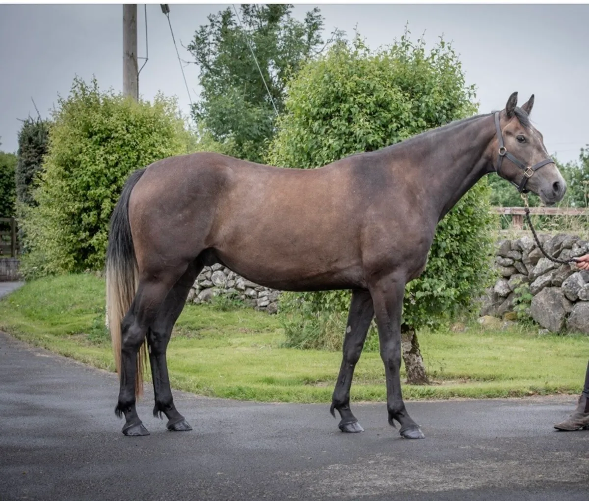 Quality 3yr old Gelding - Image 1