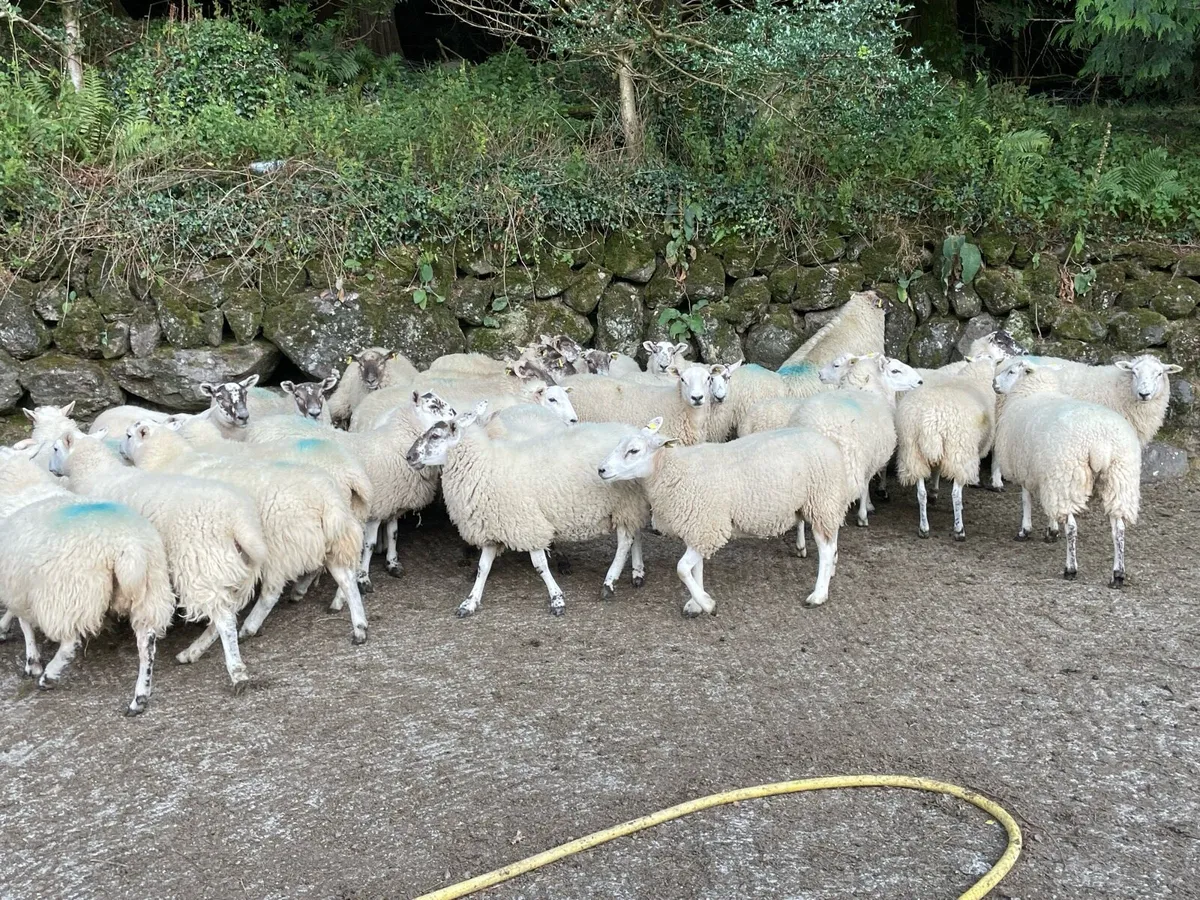 Texel X Hogget Ewes - Image 1