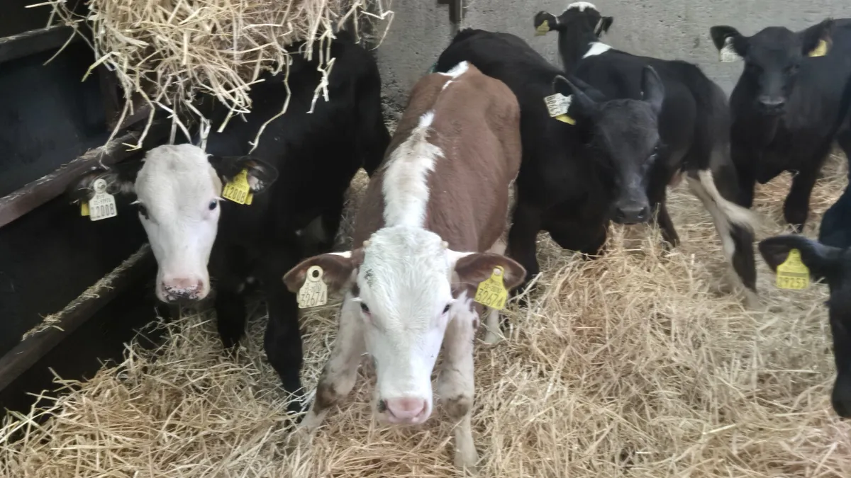 8 Super starter bulls - Image 2