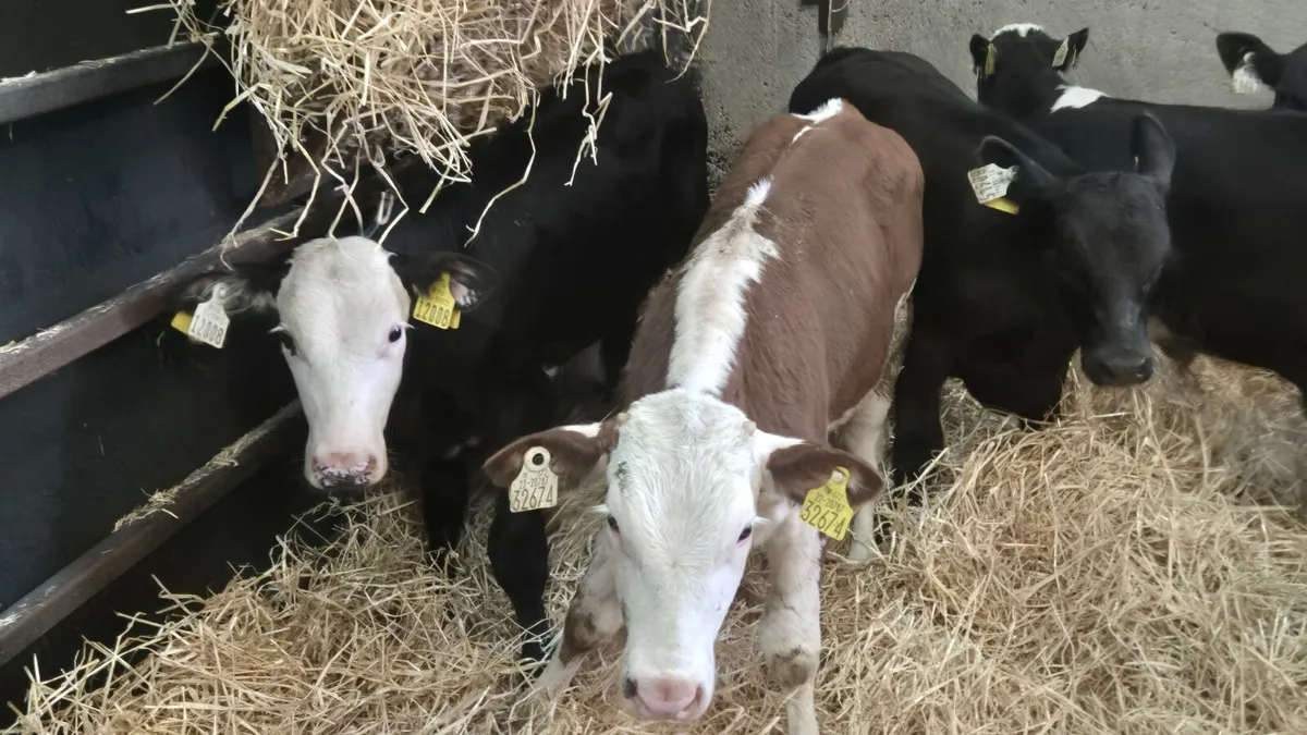 8 Super starter bulls - Image 4
