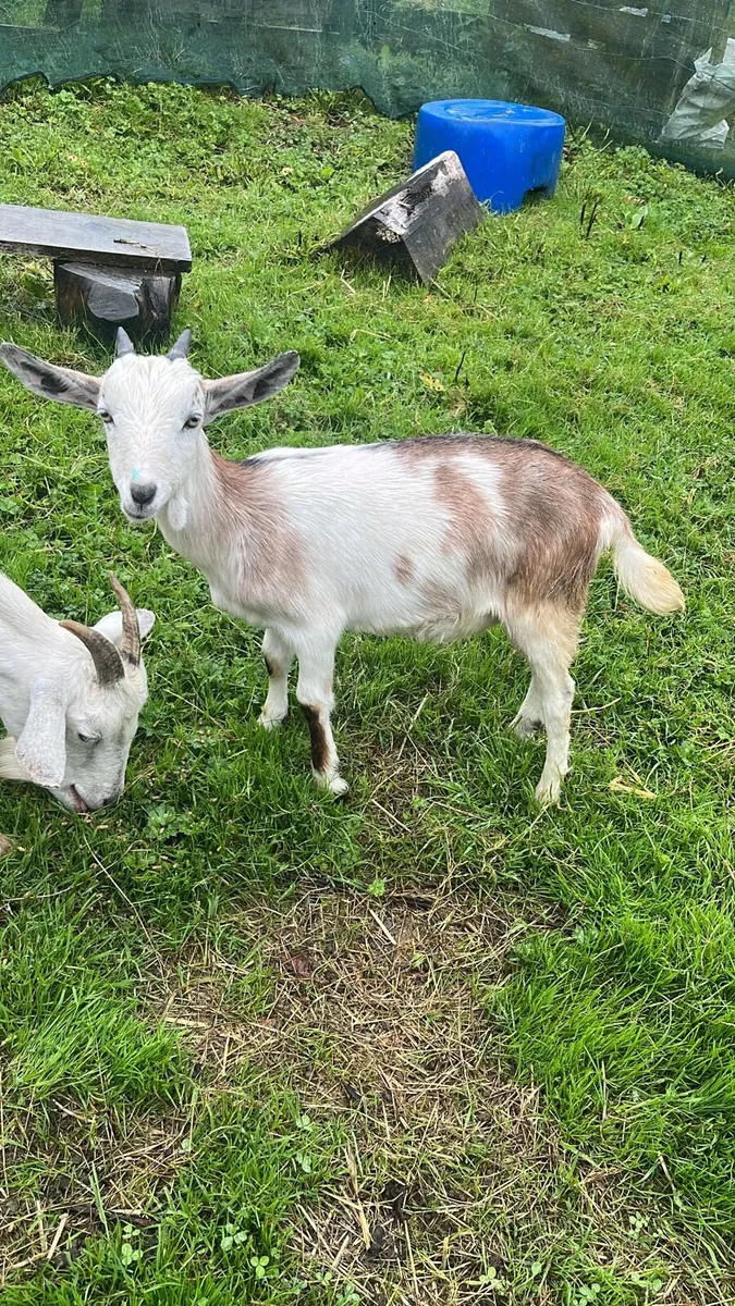 Kid Goats - Image 1