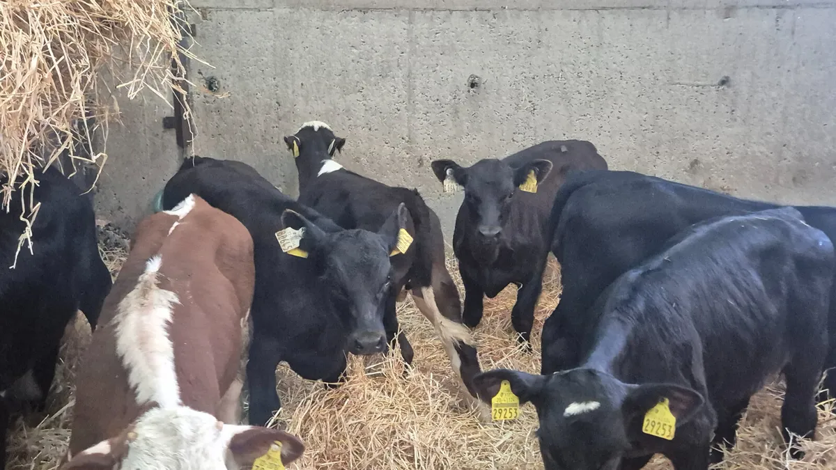 8 Super starter bulls - Image 3