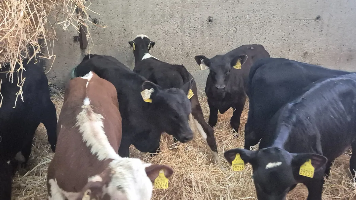 8 Super starter bulls - Image 1