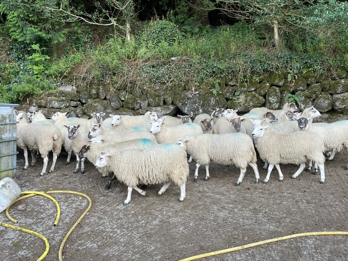 Texel X Hogget Ewes - Image 2