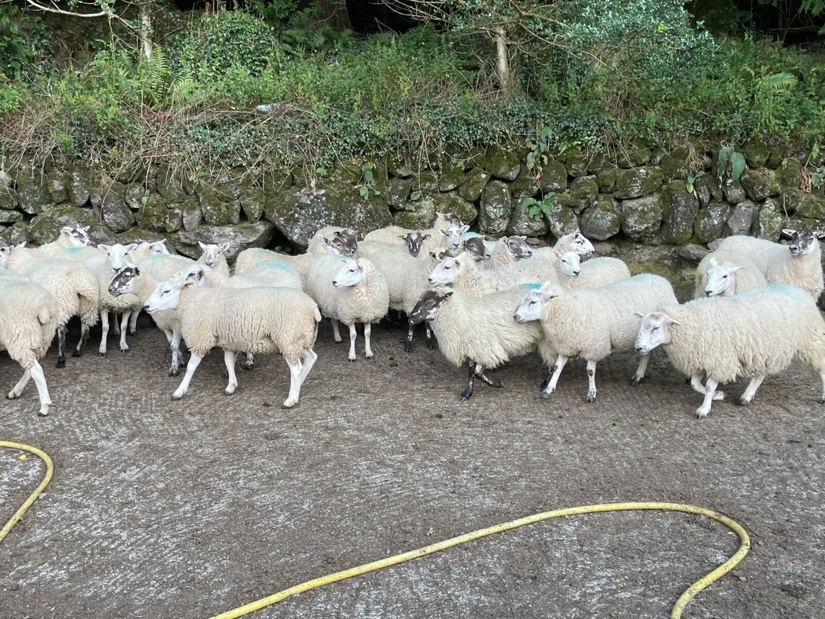 Texel X Hogget Ewes - Image 3