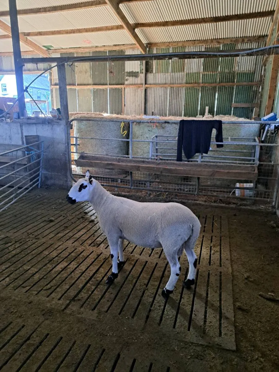 Kerryhill Hogget ram - Image 3