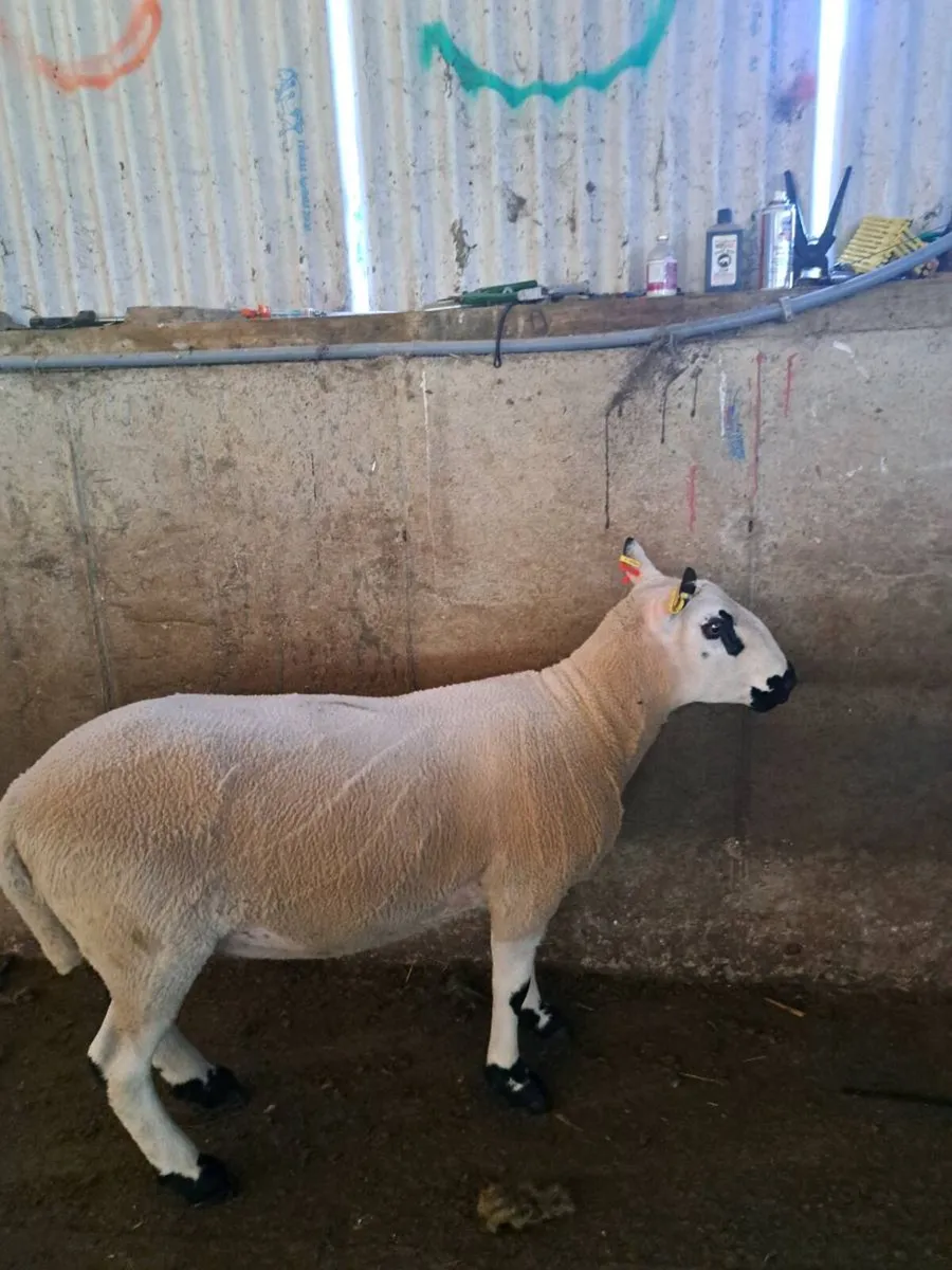 Kerryhill Hogget ram - Image 4