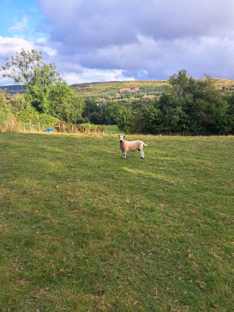 Kerryhill Hogget ram - Image 1