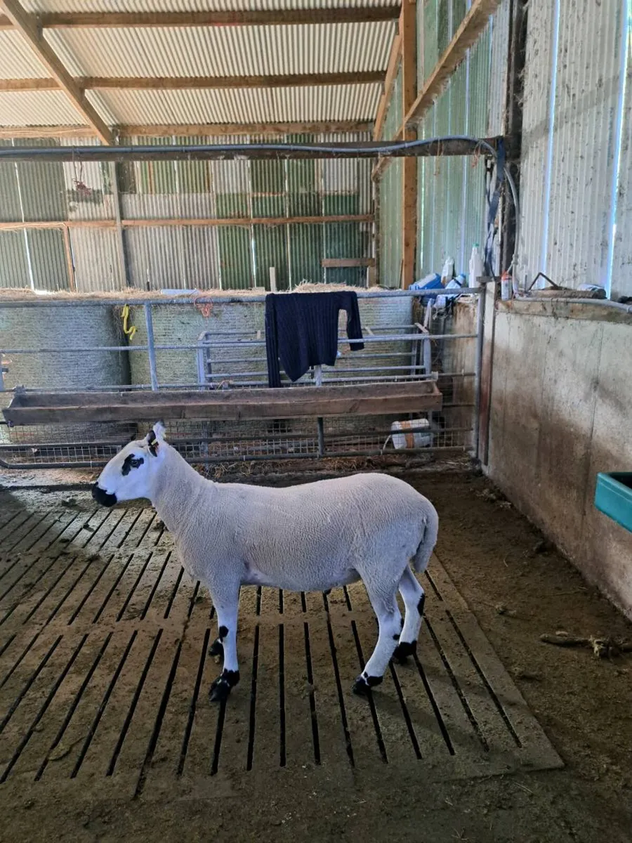 Kerryhill Hogget ram - Image 2