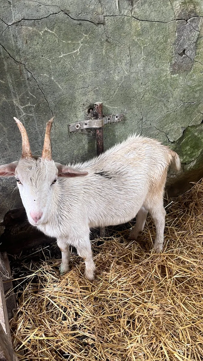 Kid Goats - Image 2