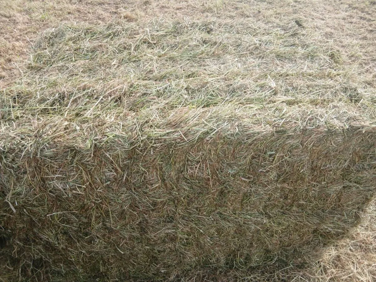 2025 HAY FOR SALE - Image 1