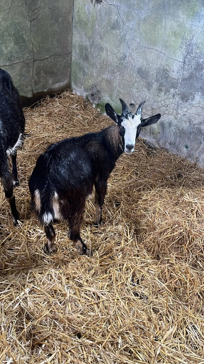 Kid Goats - Image 3
