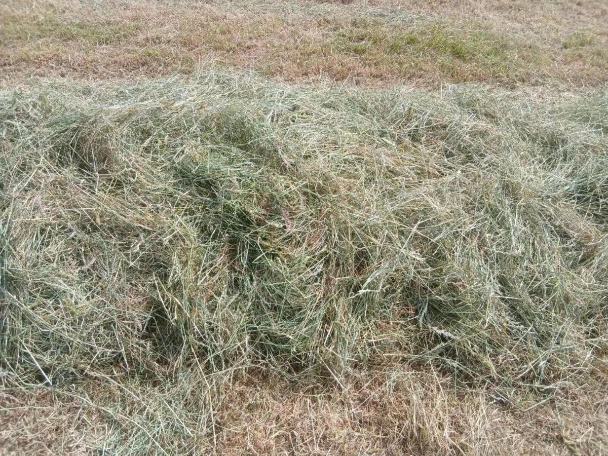 2025 HAY FOR SALE - Image 3