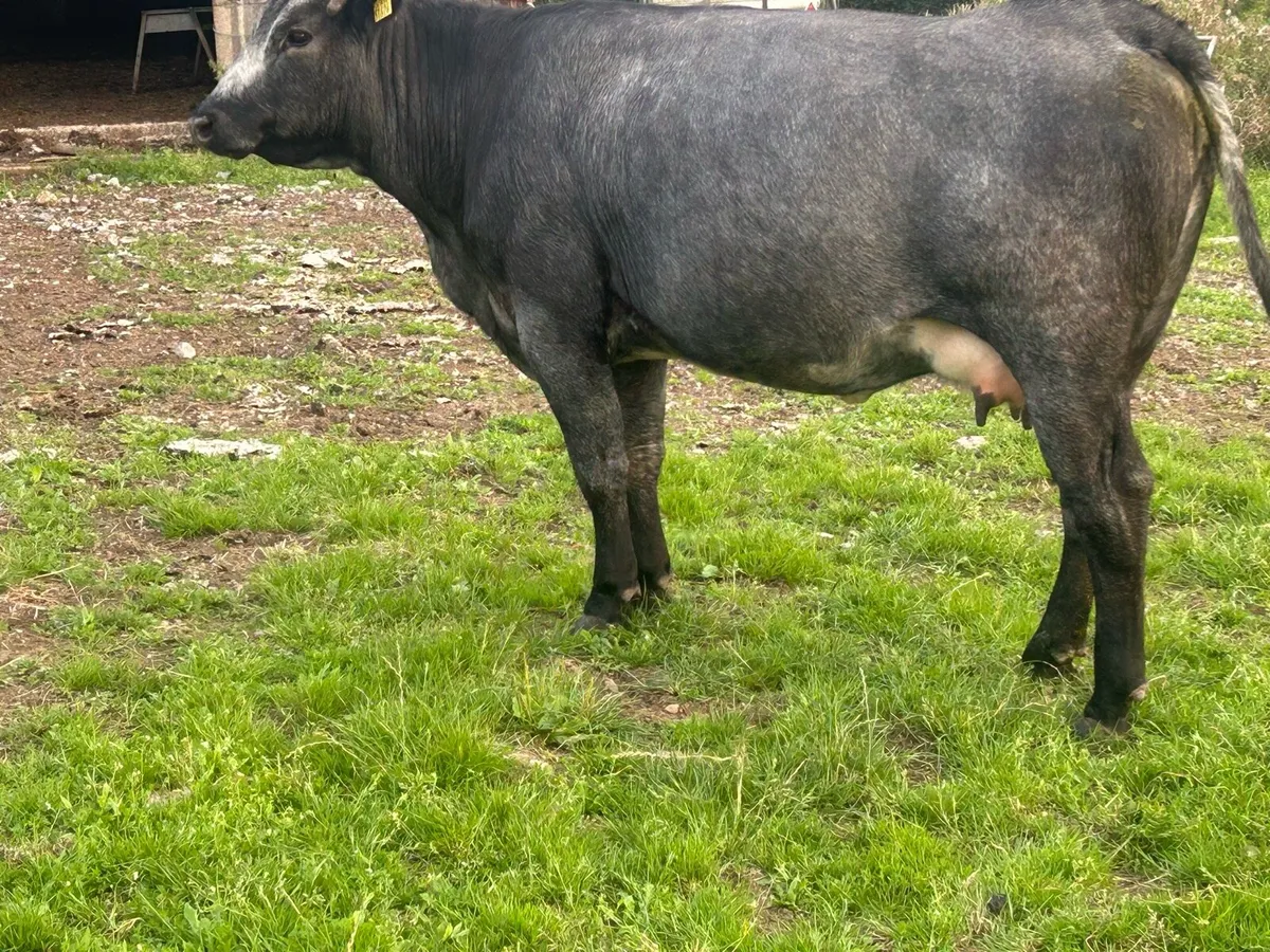 Organic springing heifers - Image 3