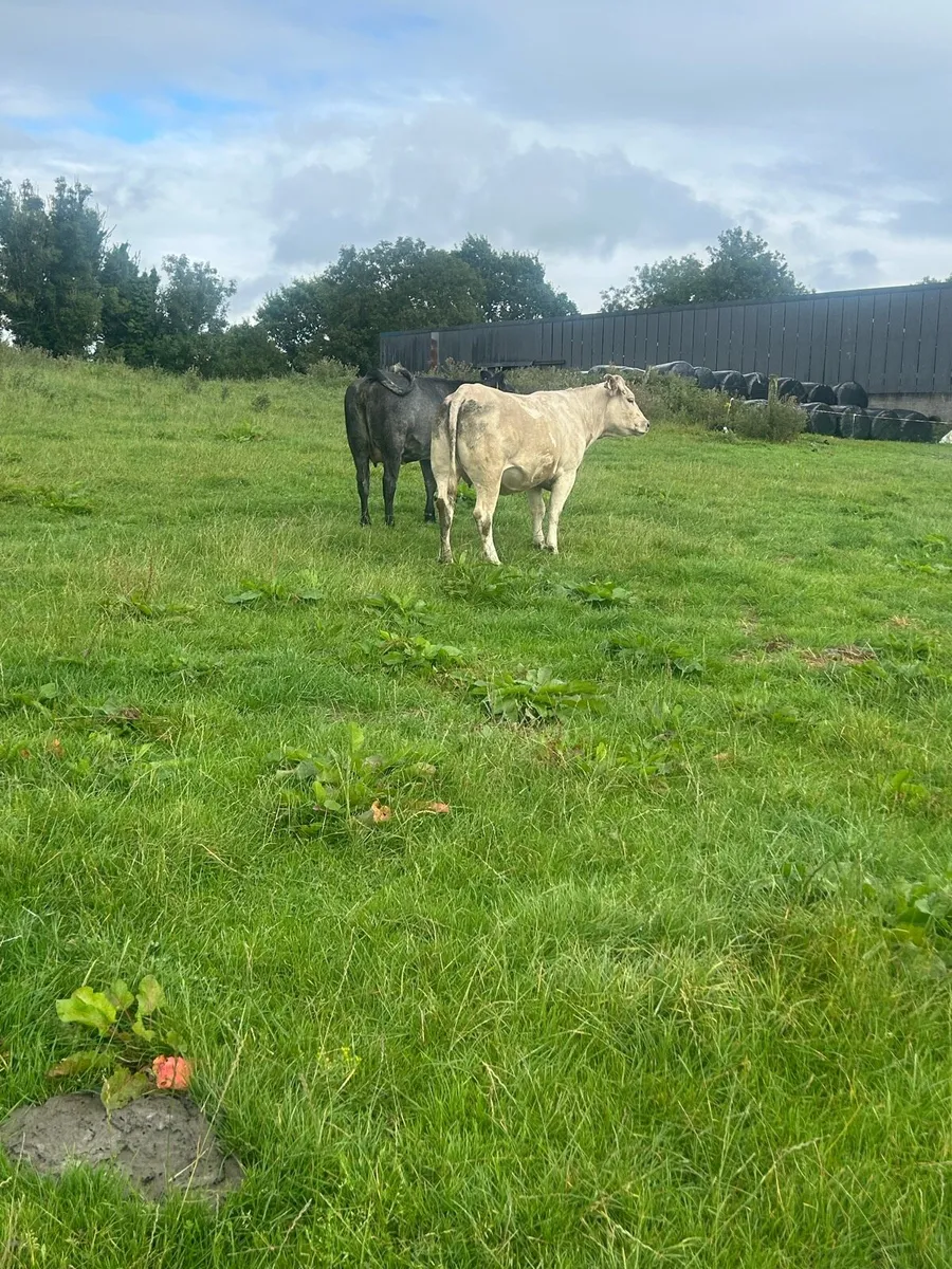 Organic springing heifers - Image 1