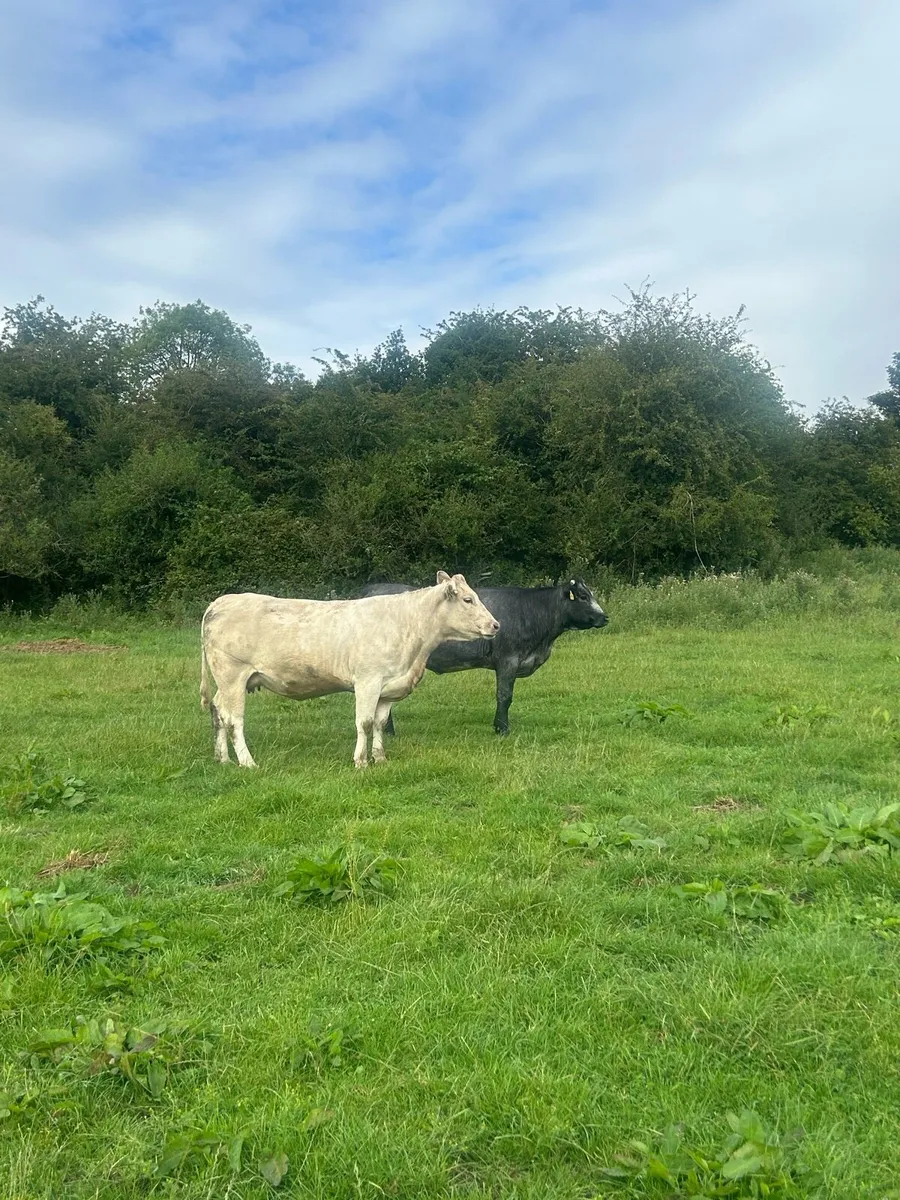 Organic springing heifers - Image 2