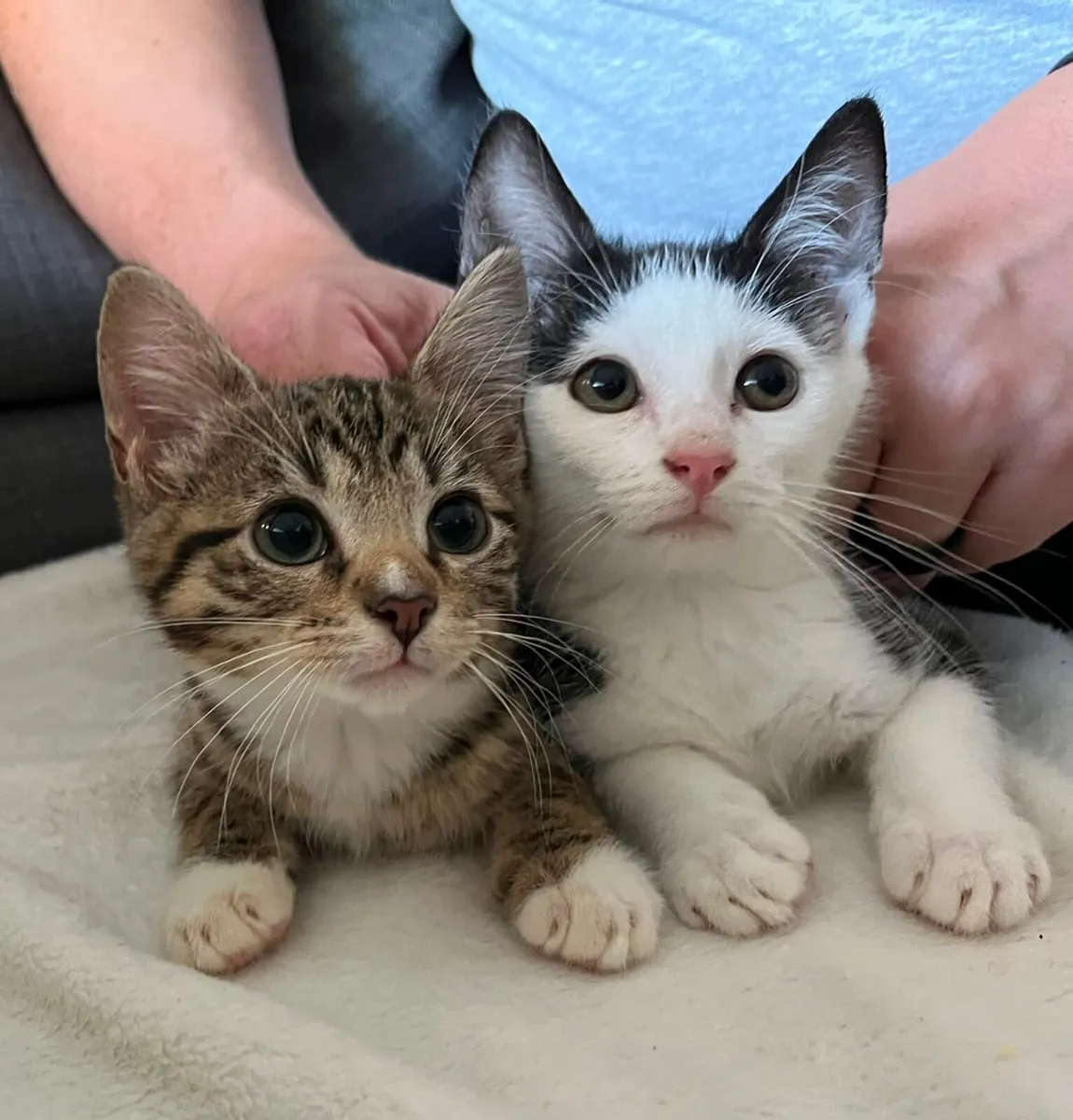 Two kittens 3 months old Lyra and Oreo - Image 1