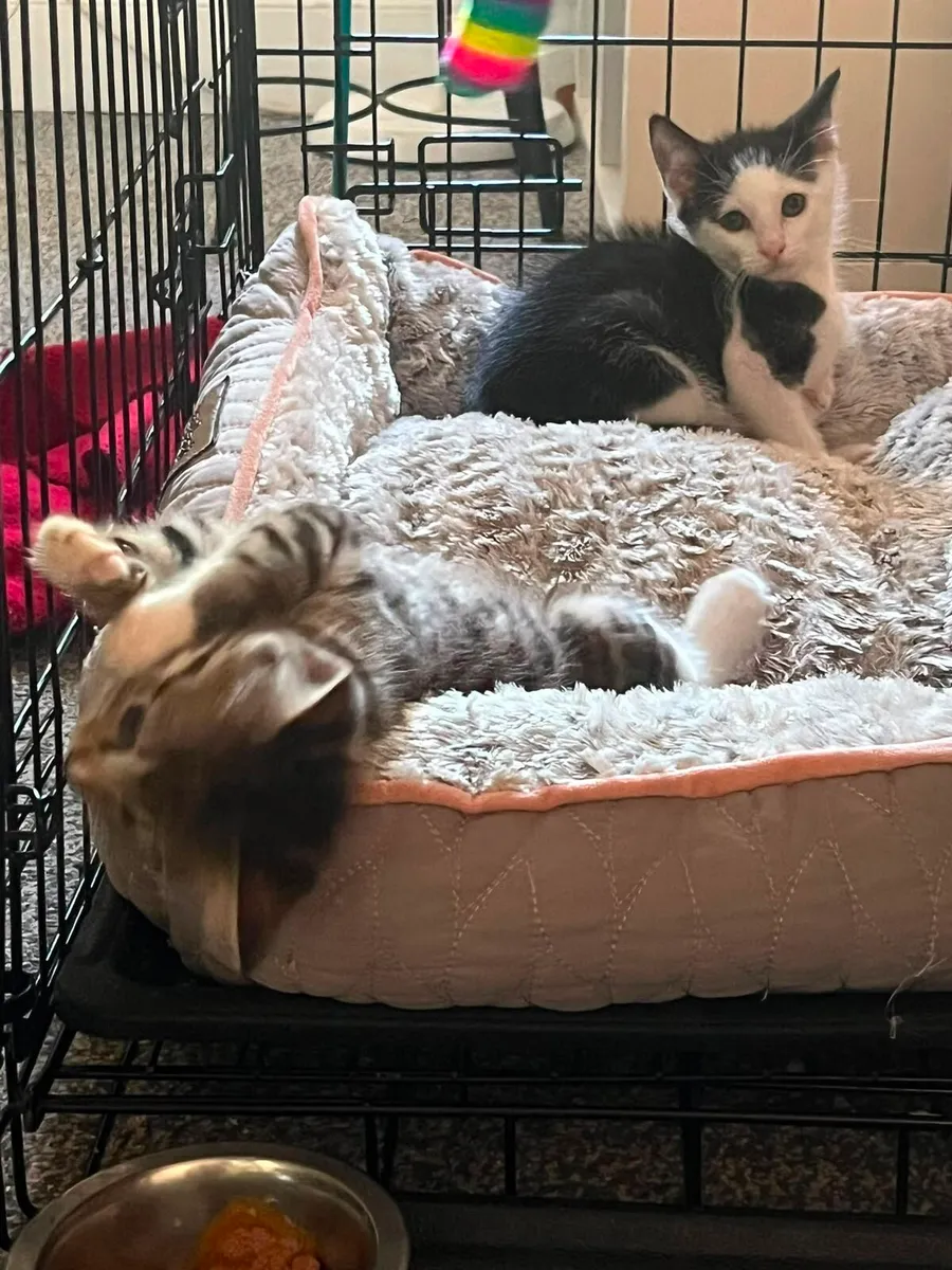 Two kittens 3 months old Lyra and Oreo - Image 2