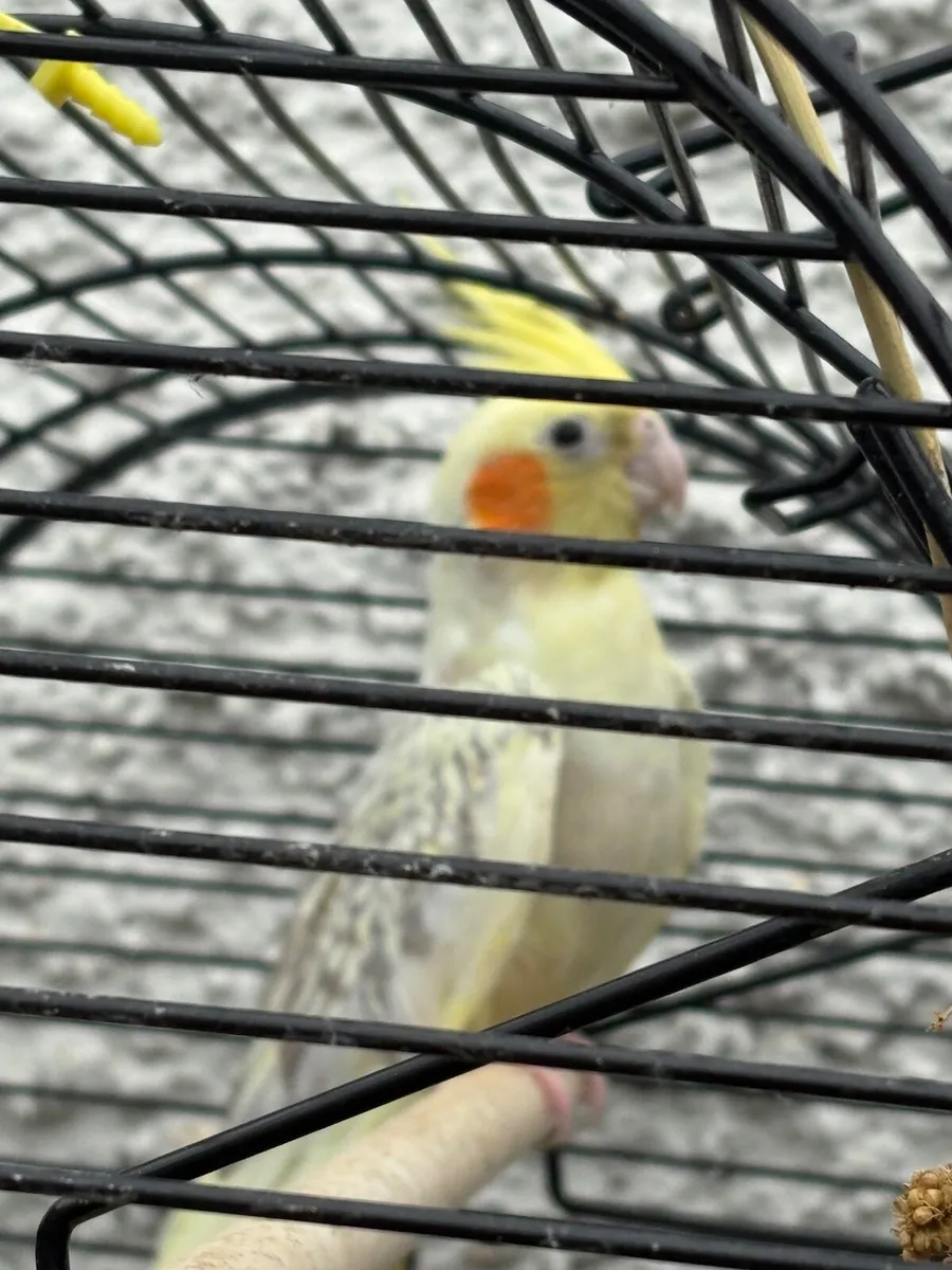 5 month old cockatiel & large cage - Image 1