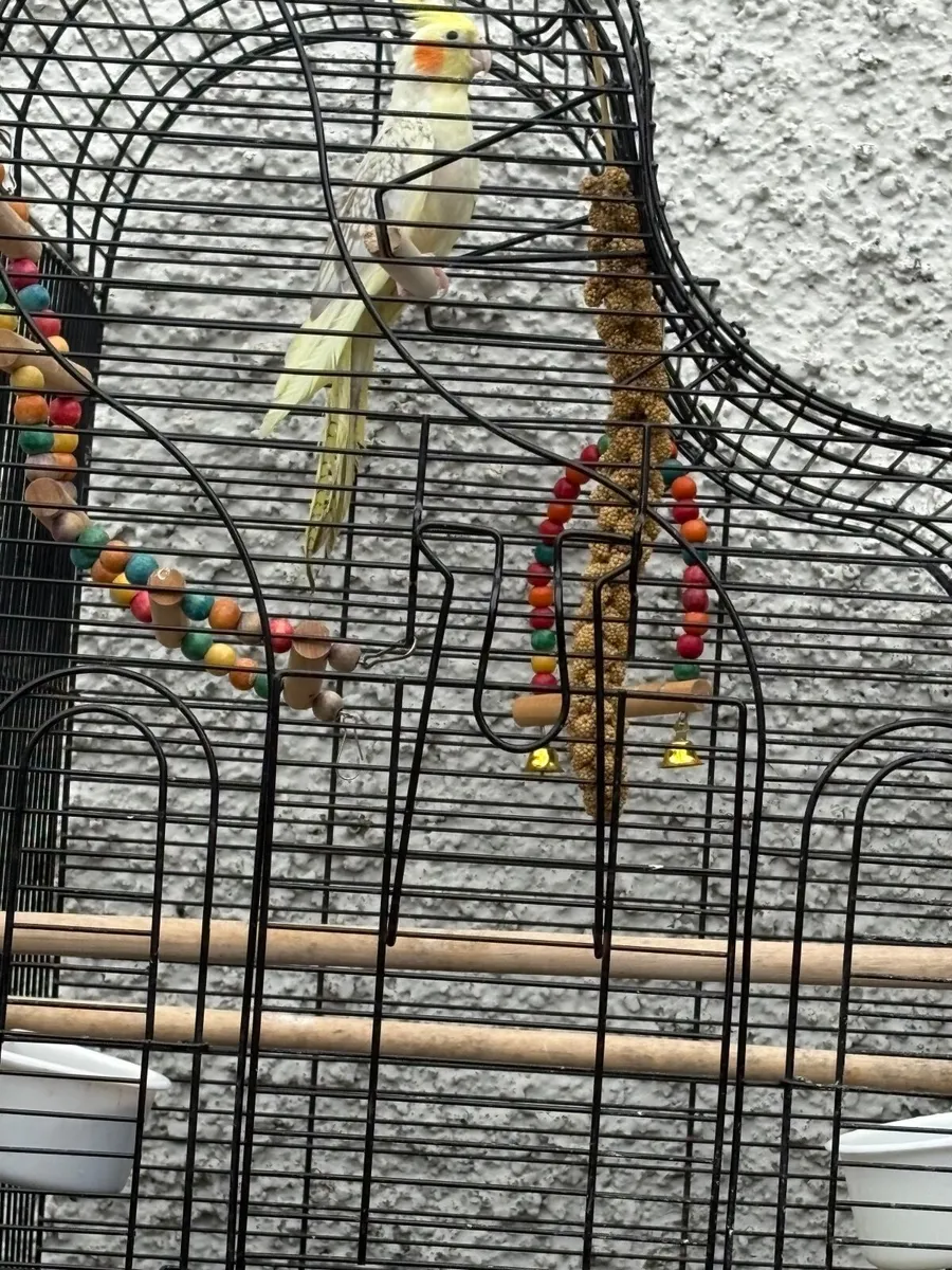 5 month old cockatiel & large cage - Image 2