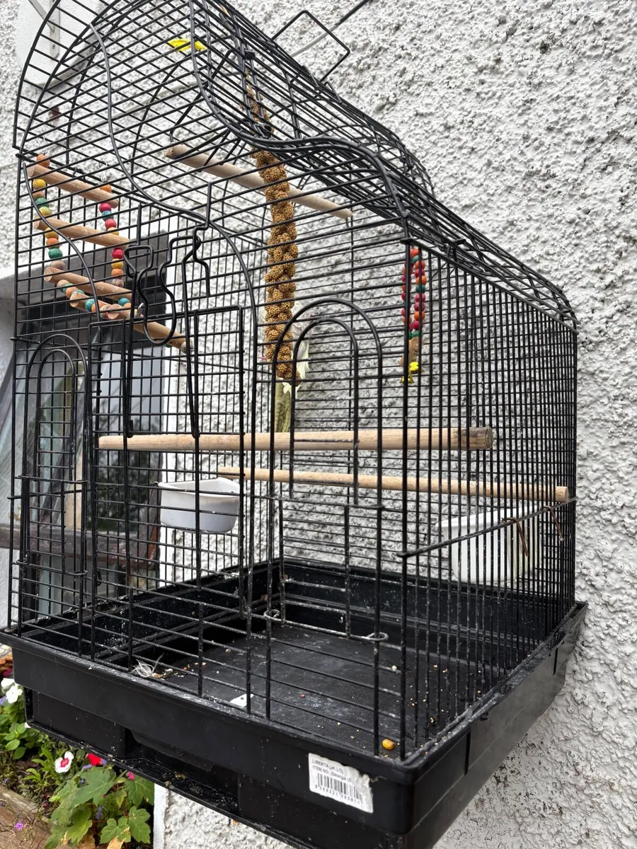 5 month old cockatiel & large cage - Image 4
