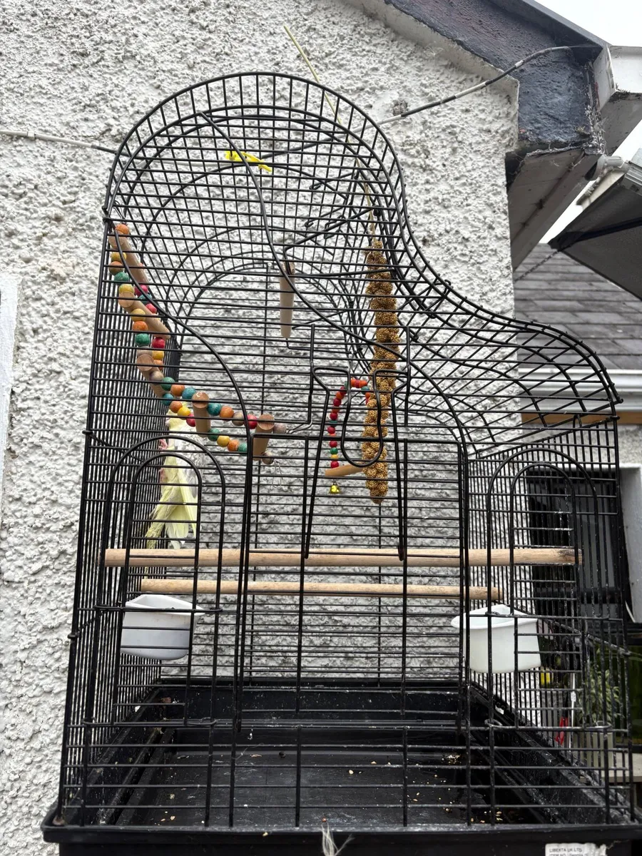 5 month old cockatiel & large cage - Image 3