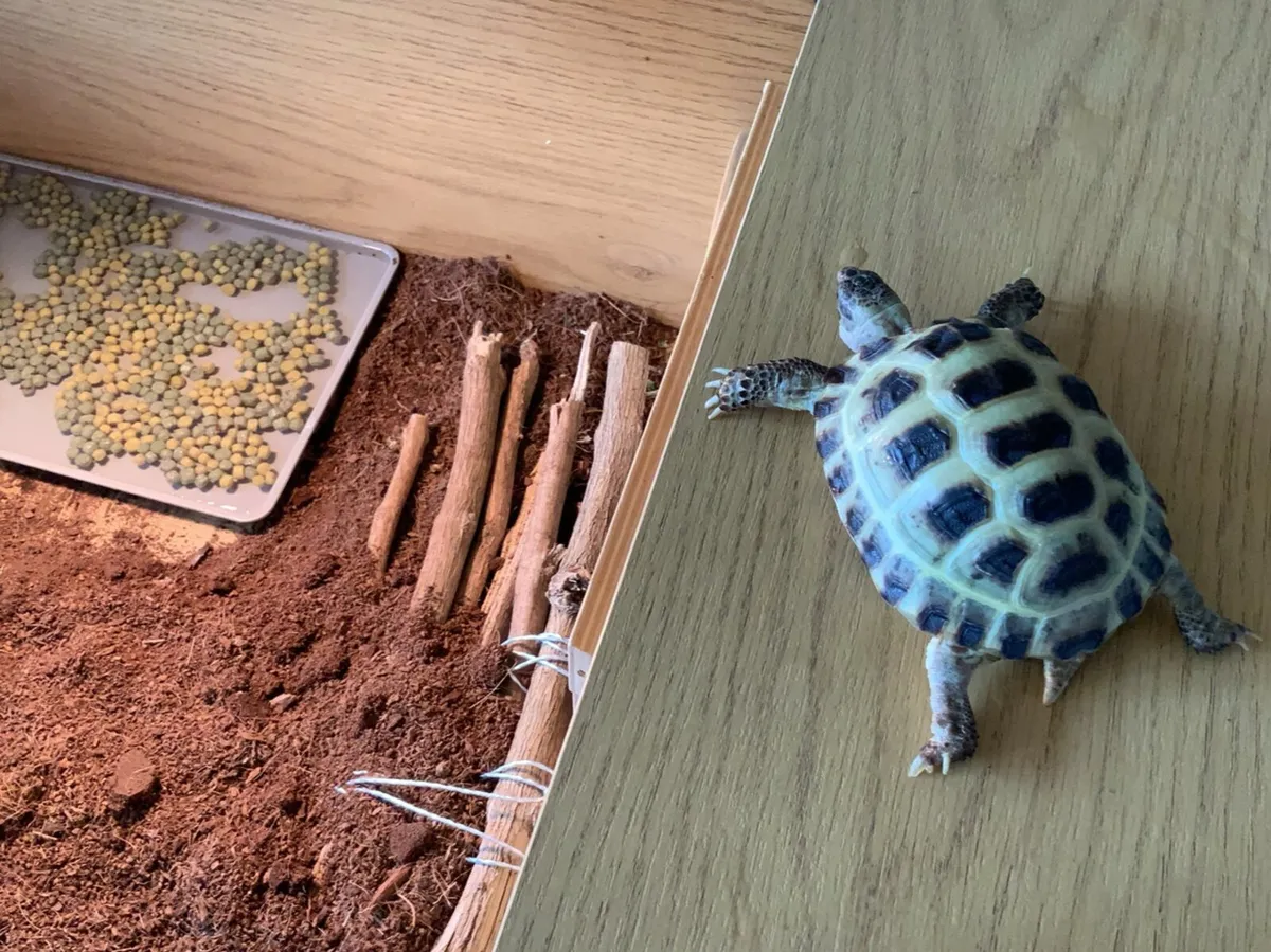 Russian Horsefield Tortoise - Image 1