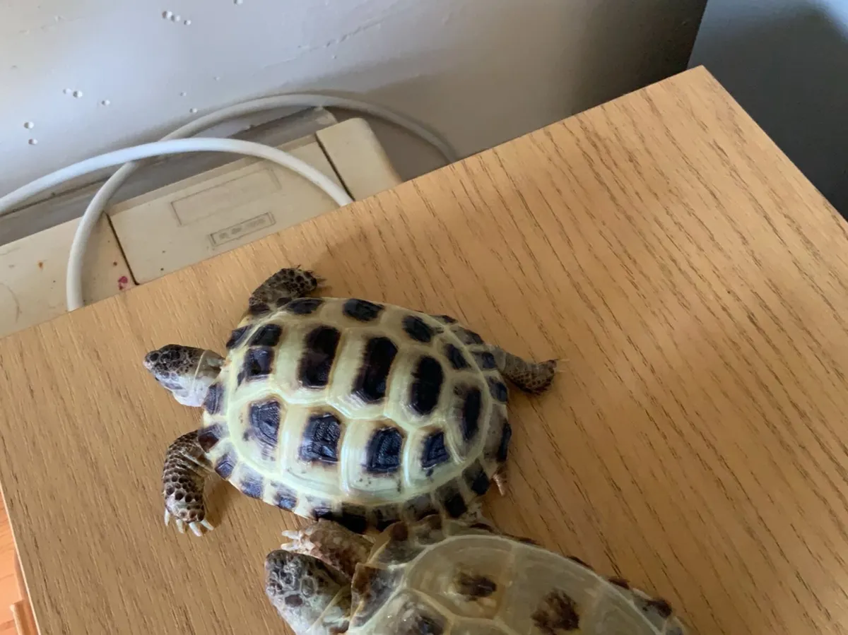 Russian Horsefield Tortoise - Image 4