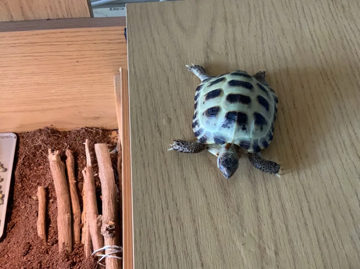 Russian Horsefield Tortoise - Image 2
