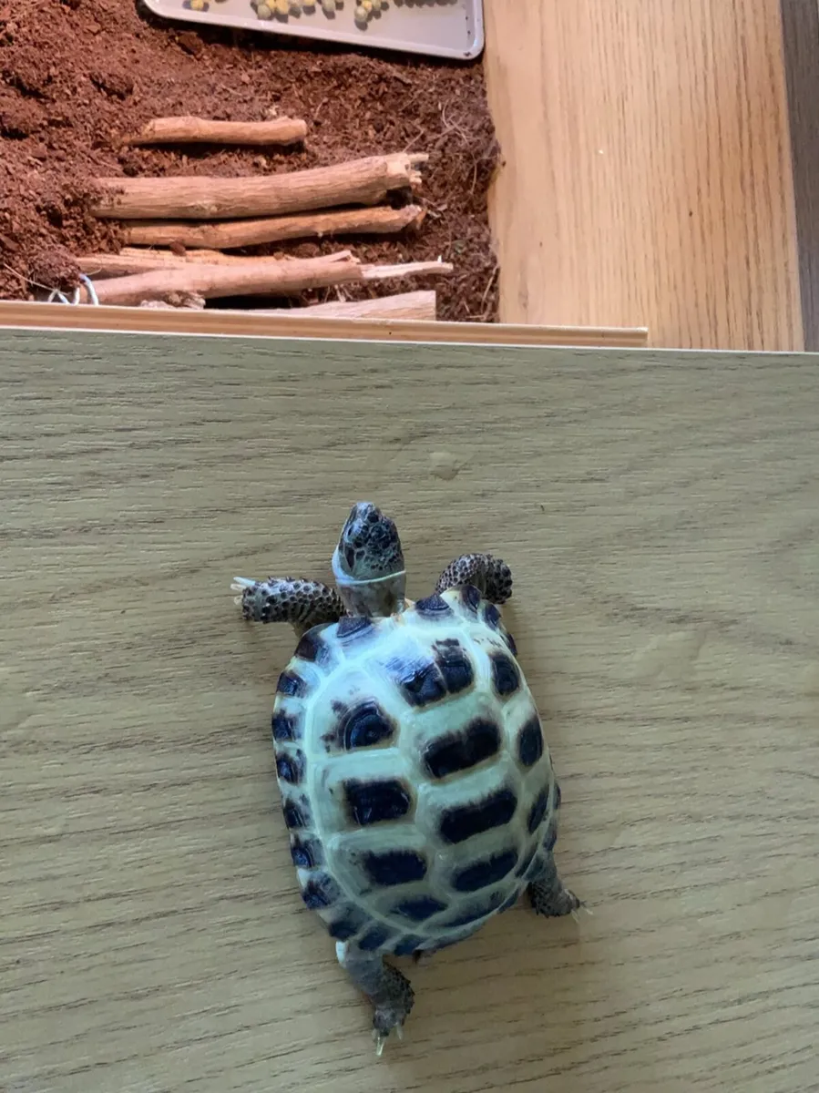 Russian Horsefield Tortoise - Image 3