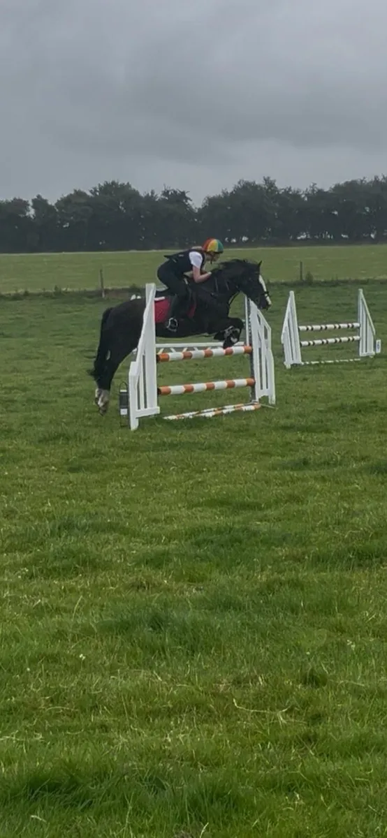 Horse - Image 2