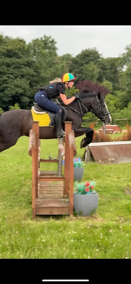 Horse - Image 3