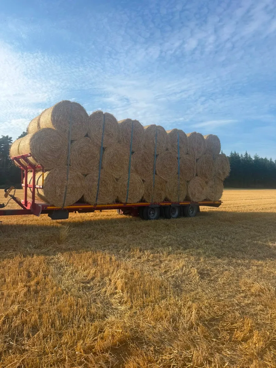 4x4 golden barley straw - Image 1