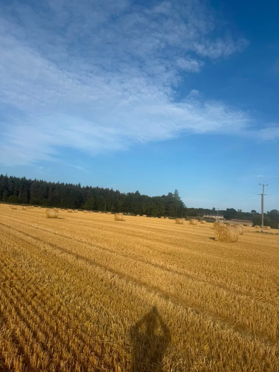 4x4 golden barley straw - Image 3