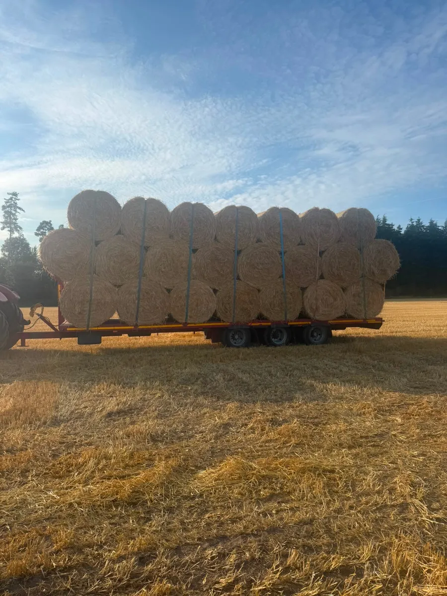 4x4 golden barley straw - Image 4