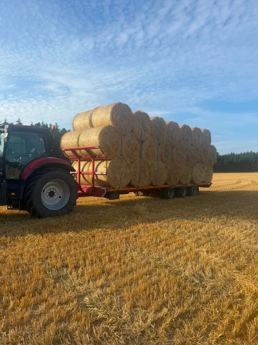 4x4 golden barley straw - Image 2