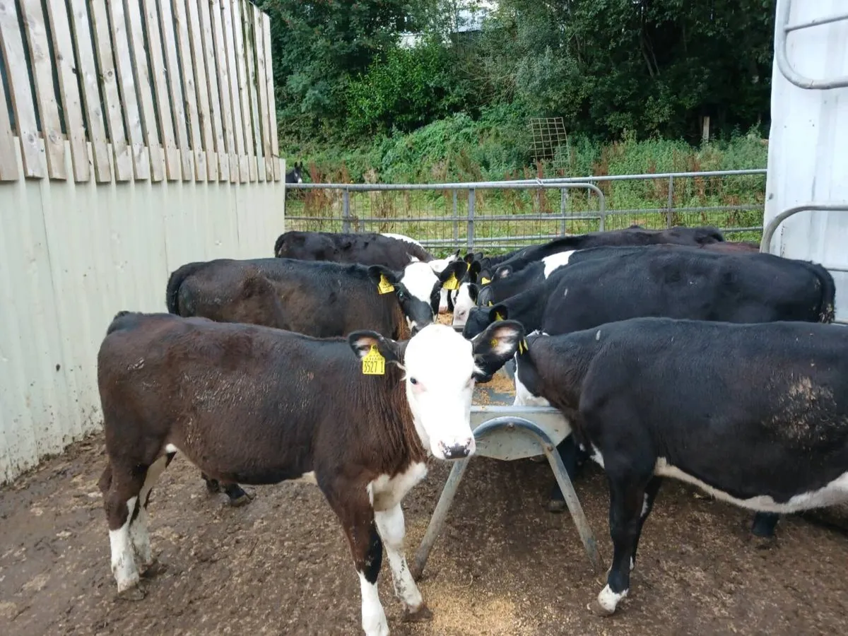 10  weaned heifer's - Image 3