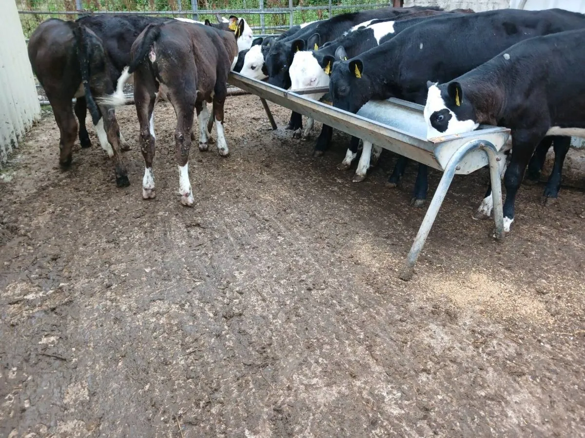 10  weaned heifer's - Image 2