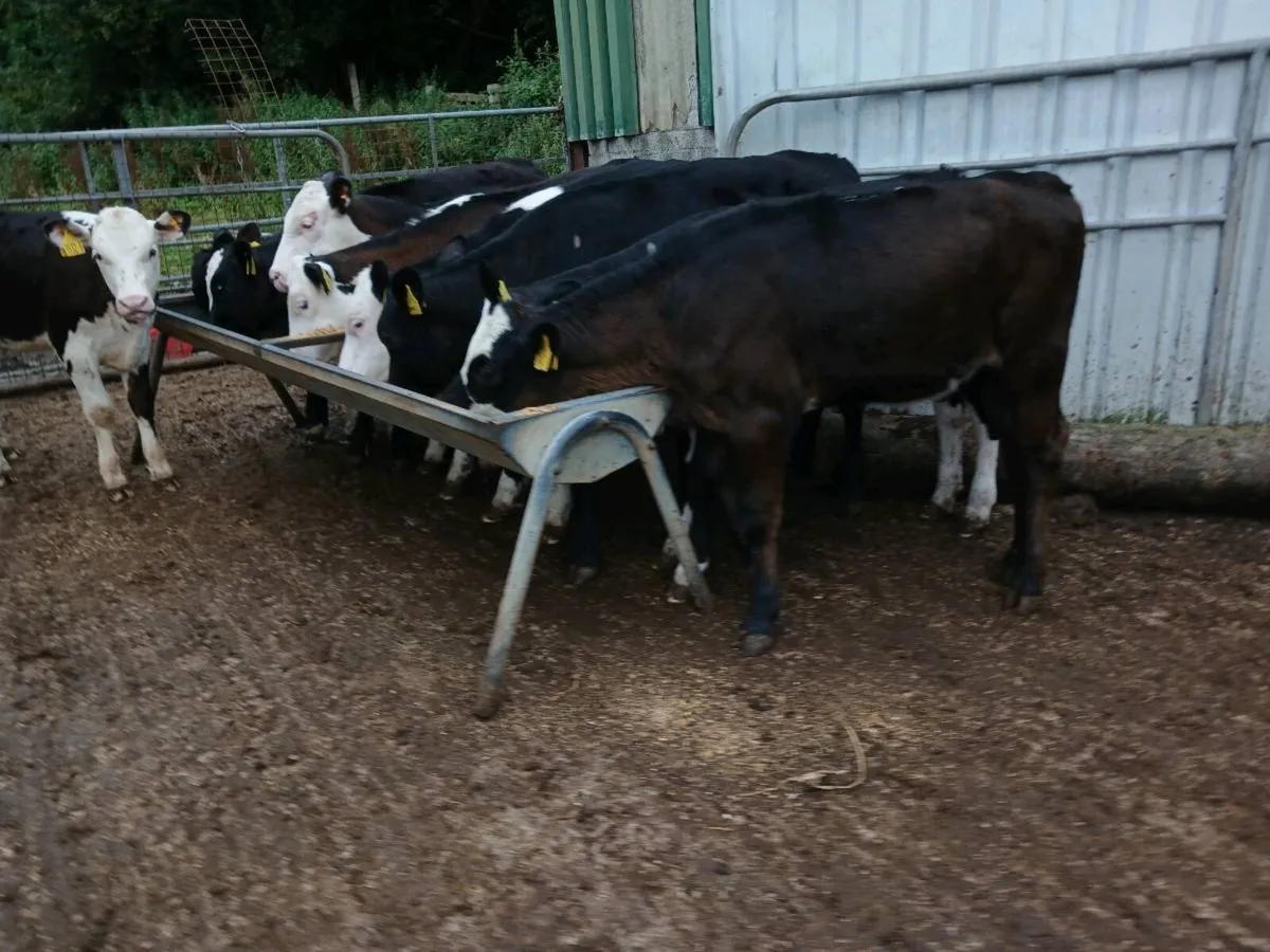 10  weaned heifer's - Image 4
