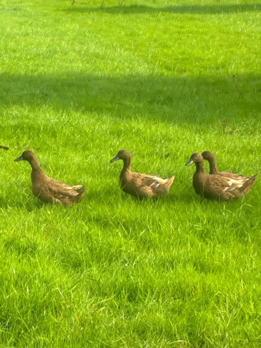 Khaki Campbell ducks - Image 2