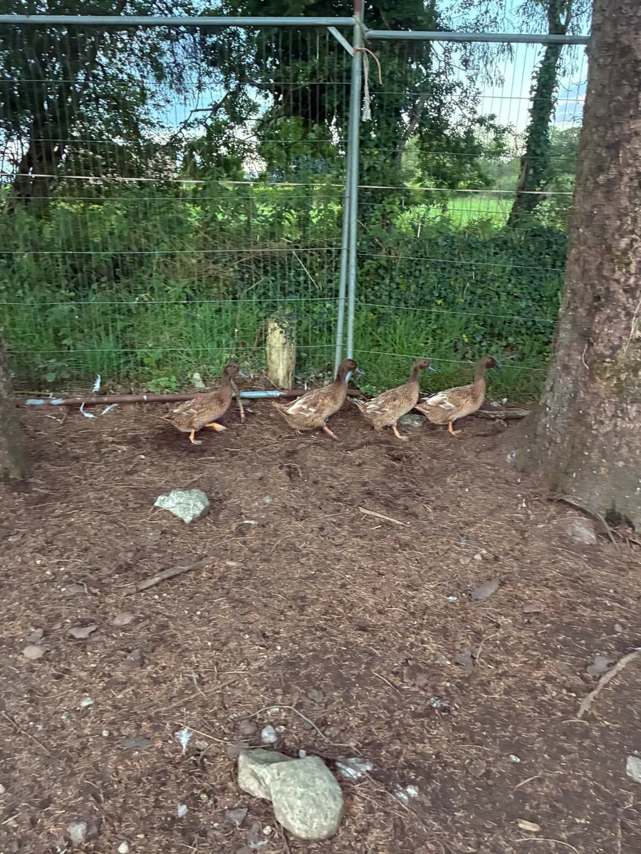 Khaki Campbell ducks - Image 3
