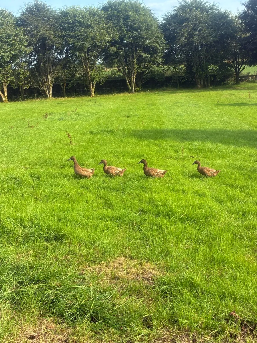 Khaki Campbell ducks - Image 1