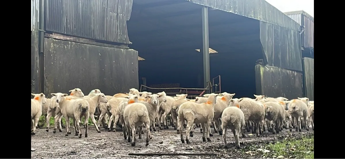 easycare ewe lambs easy care
