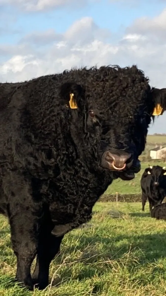 Dexter bull - Image 1