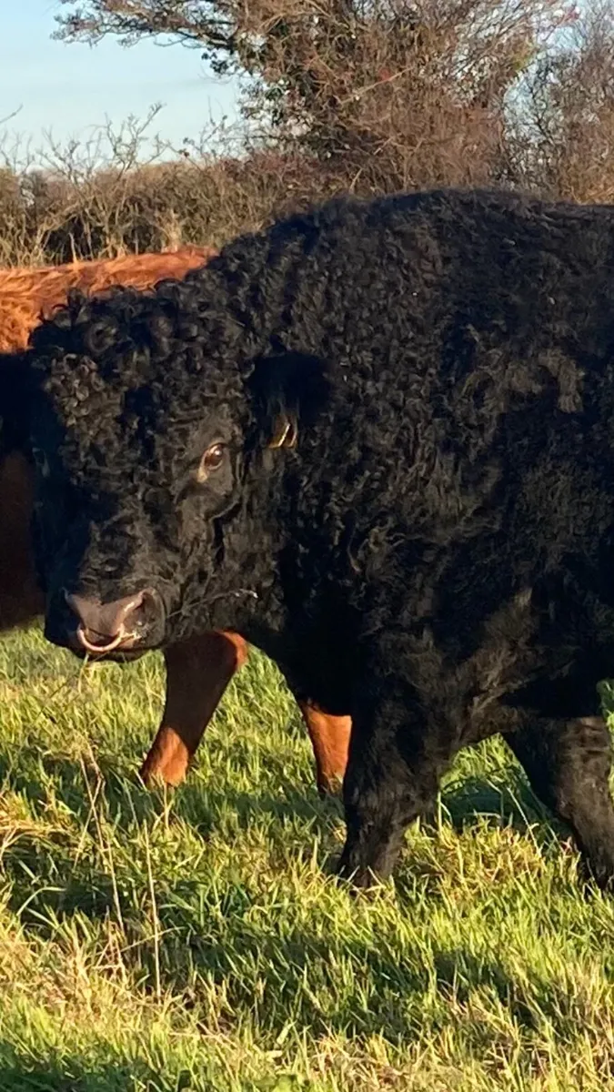 Dexter bull - Image 3