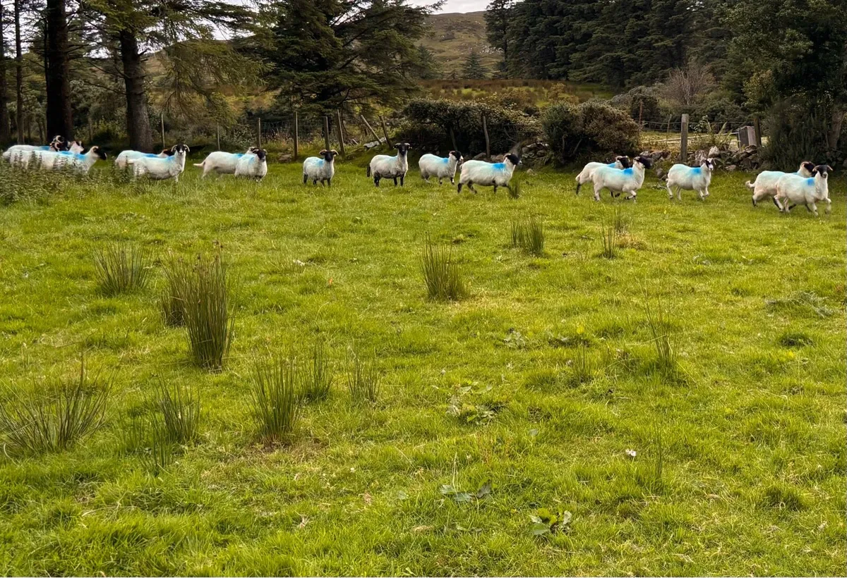 Hoggets - Image 1