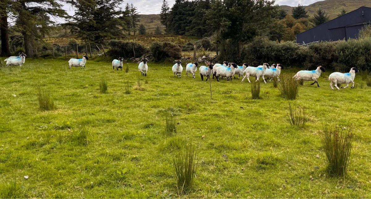 Hoggets - Image 2